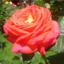 MutluPaket Tüplü Koleksiyonluk Yediveren Königin Der Rosen Kokulu Gül Fidanı