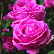 MutluPaket Tüplü Yediveren Uludağ Esintisi Yoğun Kokulu Gül Fidanı