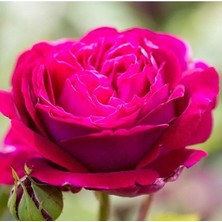 Tüplü Bright Pink Yediveren Yoğun Kokulu Gül Fidanı