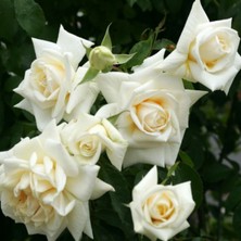 MutluPaket Tüplü Yediveren Ilse Krohn Superior Sarmaşık Beyaz Kokulu Gül Fidanı