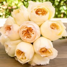 MutluPaket Tüplü Özel Yediveren Caramel Antike Gül Fidanı