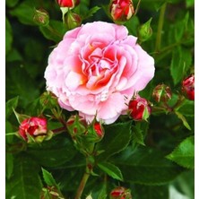 Tüplü Özel Lady Diana Yediveren Kokulu Gül Fidanı