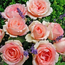 MutluPaket Tüplü Aşılı Souvenir De Baden Krem Pembesi Kokulu Yediveren Gül Fidanı