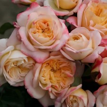 Tüplü Concorde Kokulu Yediveren Gül Fidanı