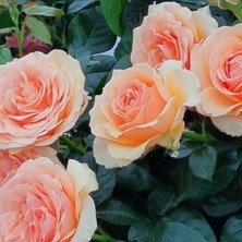 MutluPaket Tüplü Koleksiyonluk Kokulu Lynda Yediveren Gül Fidanı