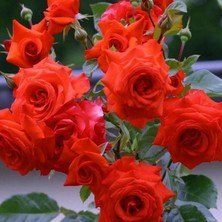 Tüplü Koleksiyonluk Iri Katlı Salita Turuncu Sarmaşık Yediveren Gül Fidanı