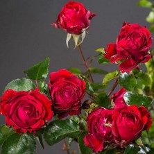 Tüplü Yediveren Kokulu Soğuklara Dayanıklı Traumfrau Yediveren Gül Fidanı