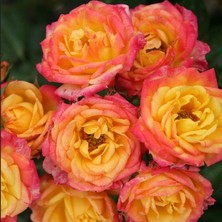 Tüplü Yediveren Çok Goncalı Soğuklara Dayanıklı Littel Sunset Gül Fidanı