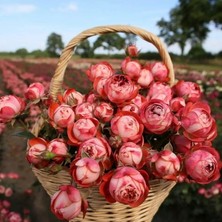 MutluPaket Tüplü Goncalı Soğuklara Dayanımlı Kokulu Pompeji Yediveren Gül Fidanı