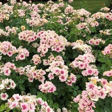 MutluPaket Tüplü Nadir Çift Renk Seeu You Purple Persica Yediveren Gül Fidan