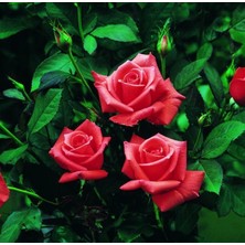 Tüplü Kordes Lady Rose Kokulu Gül Fidanı