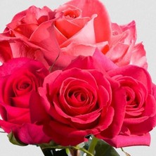 MutluPaket Tüplü Goncalı Yoğun Kokulu Fiona Yediveren Gül Fidanı