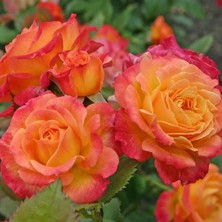 MutluPaket Tüplü Nadir Garten Spass Yediveren Gül Fidanı