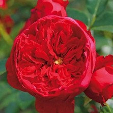 Tüplü Florentina Sarmaşık Kordes Yediveren Sarmaşık Gül Fidanı