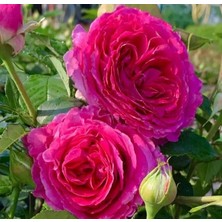 MutluPaket Tüplü Yoğun Kokulu Yediveren Fraulein Maria Yoğun Kokulu Gül Fidanı