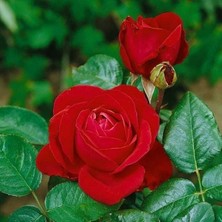 MutluPaket Tüplü Yediveren Liebeszauber Yoğun Parfüm Kokulu Kırmızı Gül Fidanı