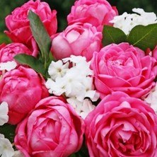 MutluPaket Tüplü Kordes Mon Petit Chou Yediveren Kokulu Gül Fidanı