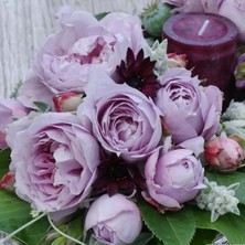 MutluPaket Tüplü Kordes Kokulu Yediveren Lavanta Mor Novalis Gülü Fidanı