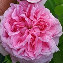 MutluPaket Tüplü Soğuklara Dayanımlı Iri Goncalı Pembe Canina Yediveren Gül Fidanı