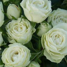 Tüplü Escimo Yediveren Çok Goncalı Gül Fidanı