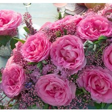 Tüplü Yediveren Beverly Yoğun Kokulu Gül Fidanı