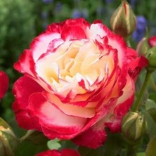 MutluPaket Tüplü Double Delight Pembe Beyaz Yediveren Gül Fidanı