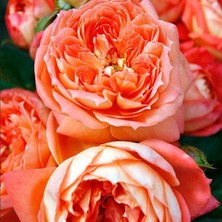 MutluPaket Tüplü Kordes Kokulu Yediveren Koyu Turuncu Queen Of Hearts Gül Fidanı