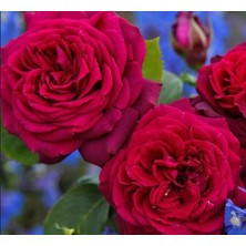 MutluPaket Tüplü Soğuklara Dayanımlı Iri Goncalı Katmerli Carmine Yediveren Gül Fidanı
