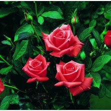 Tüplü Kordes Lady Rose Kokulu Gül Fidanı