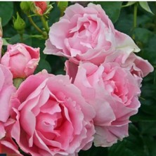 MutluPaket Tüplü Koleksiyonluk Hyrid Tea Poetry Yediveren Gül Fidanı