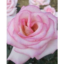 MutluPaket Tüplü Aşılı Princess Yediveren Kokulu Gül Fidanı