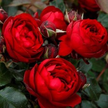 MutluPaket Tüplü Katmerli Kordes Rosen Till Eulenspiegel Kokulu Yediveren Gül Fidanı