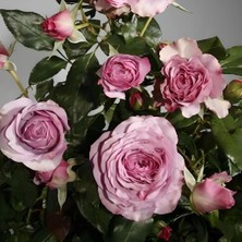 MutluPaket Tüplü Yediveren Blue Orkan Yediveren Gül Fidanı