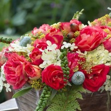 MutluPaket Tüplü Koleksiyonluk Kokulu Gebrüder Grimm Yediveren Gül Fidanı