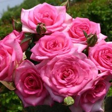 MutluPaket Tüplü Yoğun Kokulu Gloria Yediveren Gül Fidanı