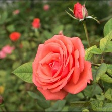 MutluPaket Tüplü Koleksiyonluk Yediveren Harmonie Yoğun Kokulu Gül Fidanı