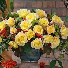 MutluPaket Tüplü Sunny Fc Yediveren Çok Gocalı Masal Gülü Fidanı