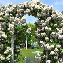 Tüplü Yediveren Kokulu White Quen Sarmaşık Gül Fidanı