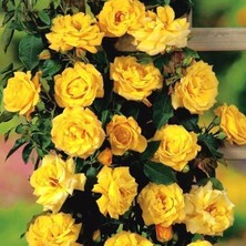 MutluPaket Tüplü Yediveren Sarı Sarmaşık Gül Fidanı