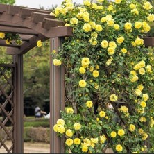 MutluPaket Tüplü Koleksiyonluk Rosalinda Sarı Yediveren Sarmaşık Gül Fidanı