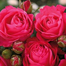 MutluPaket Tüplü Cherry Lady Yediveren Gül Fidanı