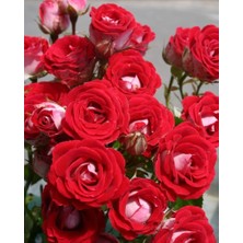 MutluPaket Tüplü Nadir Kokulu Rose Schöne Koblenzerin Yediveren Gül Fidanı