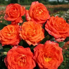 MutluPaket Tüplü Kokulu Yediveren Turuncu Sarı Feuria Gül Fidanı