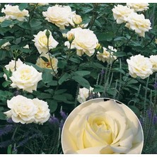 MutluPaket Tüplü Soğuklara Dayanımlı Yediveren Memoire Kokulu Gül Fidanı