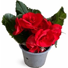 Arslanfidan Gül Begonya