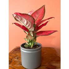 Greenvila Pembe Aglaonema (Pink Anyamanee) | Özel Tür Çin Herdemyeşili | Canlı Iç Mekan Salon Bitkisi
