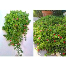 Tunç Botanik BUZ ÇİÇEĞİ 25 ADET - YER ÖRTÜCÜ ve SARKICI BİTKİ