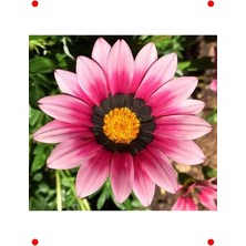 Calperia Pembe Gazanya  Hibrit Tohumu (10 Adet)