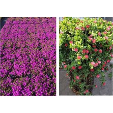 Tunç Botanik 20 ADET YER ÖRTÜCÜ - SARKICI ÇİÇEK SETİ (10 ACEM HALISI + 10 BUZ