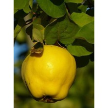 Mayhoş Aromalı Limon Ayva Fidanı